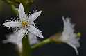 FH_VP_7669(Menyanthes trifoliata)